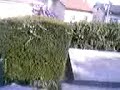 siepe 2 siepe 2