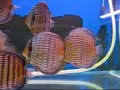 Nice selected wild discus from Nhamunda, Jatapu and Téfé