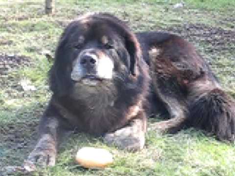 tibetan wolf