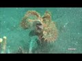 Ambon Scorpionfish Hunting