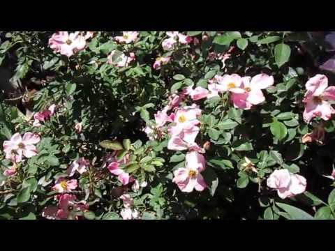 how to replant wild roses