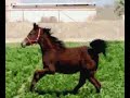 خيل نجران -----خيل الحضن (ريم الحضن