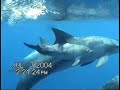 Baby Dolphin