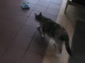 Feline Frolic Remote Control Cat Excerciser Feline Frolic Remote Control Cat Excerciser
