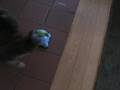 Feline Frolic Remote Control Cat Excerciser