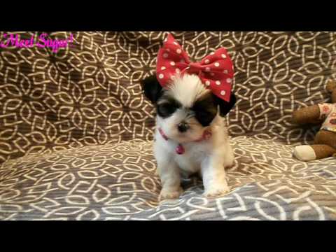 This is Sugar! She is a little love bug. If you are looking for a fur baby to hold and snuggle