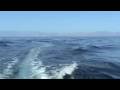 Whale Jumping
