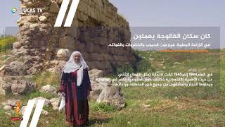 الفالوجة قرية فلسطينية تسمى ب الفالوجة قرية فلسطينية تسمى ب