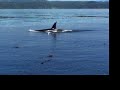 Orcas Johnstone Strait Orcas Johnstone Strait