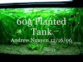 60g Planted Tank
