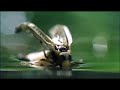 Vodafone Spot: Mayfly