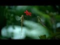 Vodafone Spot: Mayfly