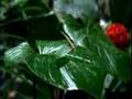 Vodafone Spot: Mayfly