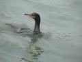 Shag (Phalacrocorax aristotelis) Topskarv