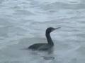 Shag (Phalacrocorax aristotelis) Topskarv