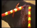 olé   antitaurino by athanator 