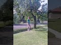 Gradacac