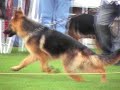 Mejor Cachorro Vero de Walhalla