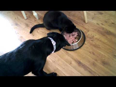 Black lab puppy sharing her dinner with cat