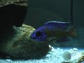 Aulonocara Ngara Flame Tail (juvenil)