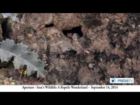 YouTube reptile video