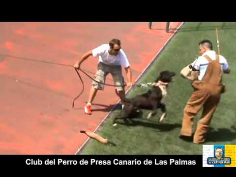 presa canario