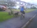 walking my dog walking my dog