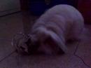 Tinky and the salad ball ^^