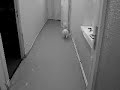 running cat running cat