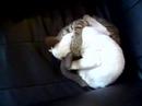 More from Minkus & Miou