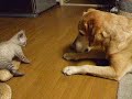 もんちゃんあたっく