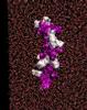 Molecular Dynamics of the IF1 (ATPase inhibitor protein)