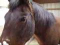 Mud creek stable Episode 1~Tour