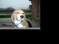 Bogey needs more rawhide