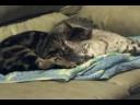 Dreaming Cats