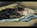Dreaming Cats