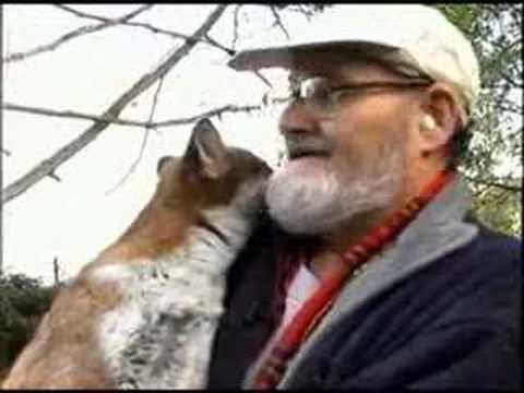 Urban Red Fox: 'Meet the Foxes' - ...