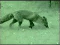 if you can stand to tolerate some irritating (and sometimes strange) characters, then you'll be able to enjoy a documentary packed full of excellent unique footage and facts about the urban red fox life in london.

without giving too much away there are a few graphic scenes, so be wary if you're a big foxaholic or animal fan in general as these may be a little upsetting for you in some places.

� twenty twenty productions ltd mmvi (2006)