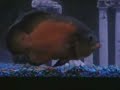 Oscars Spitting Gravel