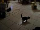 My Cat is a Rugbyman