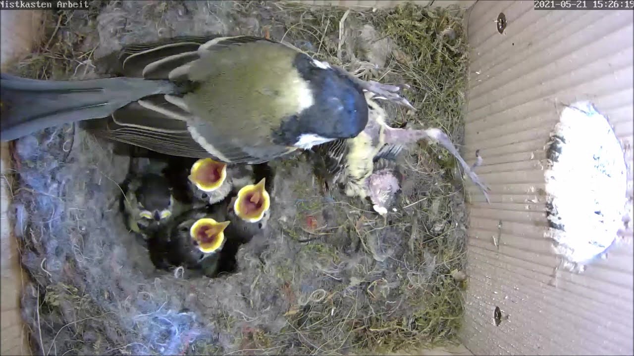 Kohlmeise scheitert an Entfernung des 2. toten Kükens | Tag 14 | 21.05.2021