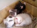 les 3 petits chatons   22 avril 2007  