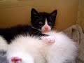 les 3 petits chatons   22 avril 2007  