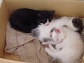 les 3 petits chatons   22 avril 2007  