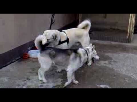 kangal