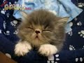 cutest-kitten-ever-falling-asleep.html