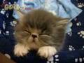 The Cutest Kitten Ever!