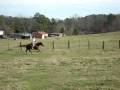 Runing Swifty