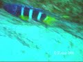 Cuttlefish & Eastern Blue Devil at Ulladulla