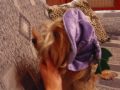 yorkshire terrier Tita